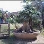 Bonsai Pohon Kelapa Termahal